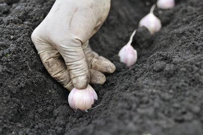 Grow Your Own Garlic